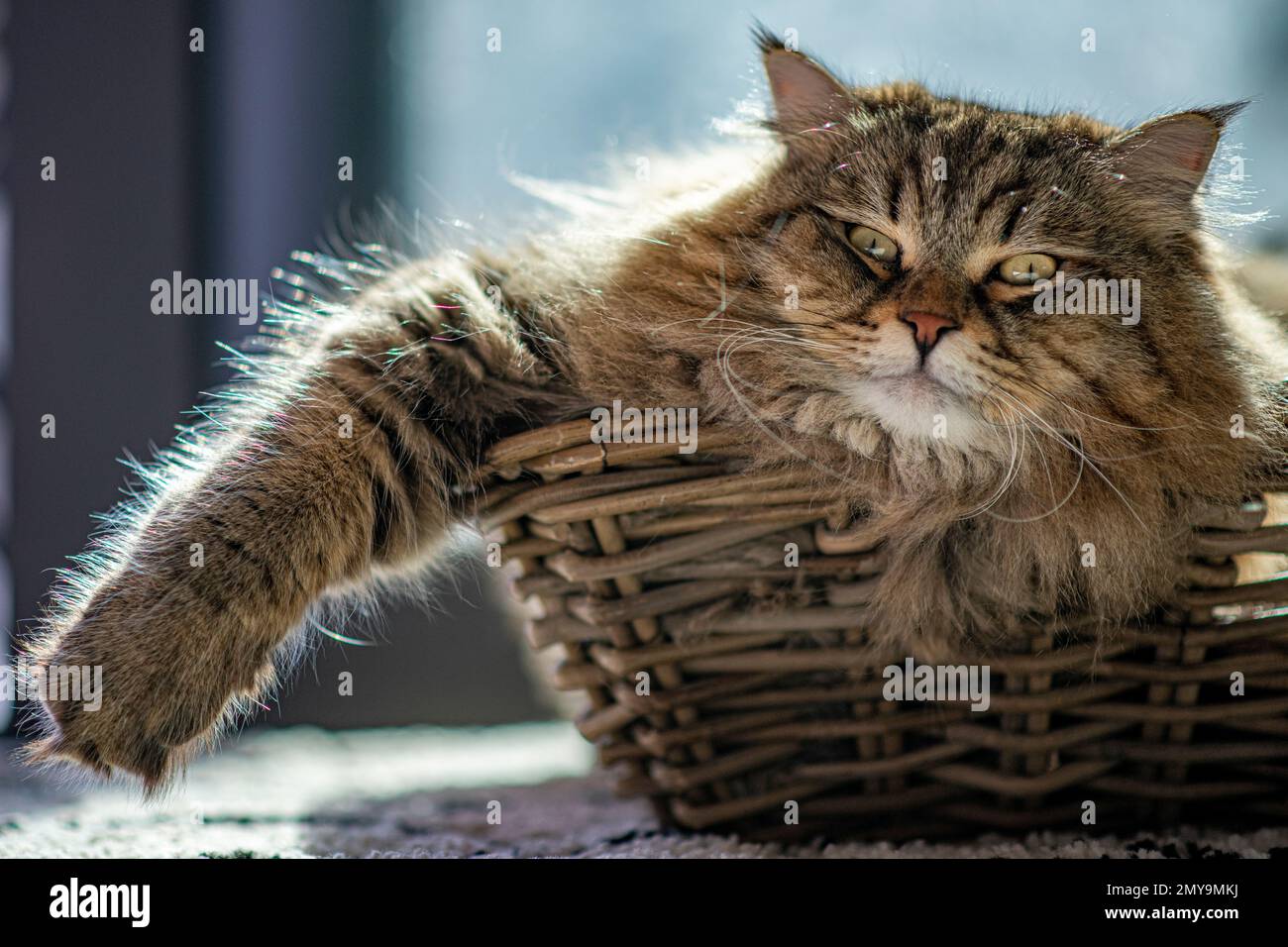 Entspannen Sie sich – eine riesige Sibirienkatze sonnt sich im Sonnenschein Stockfoto