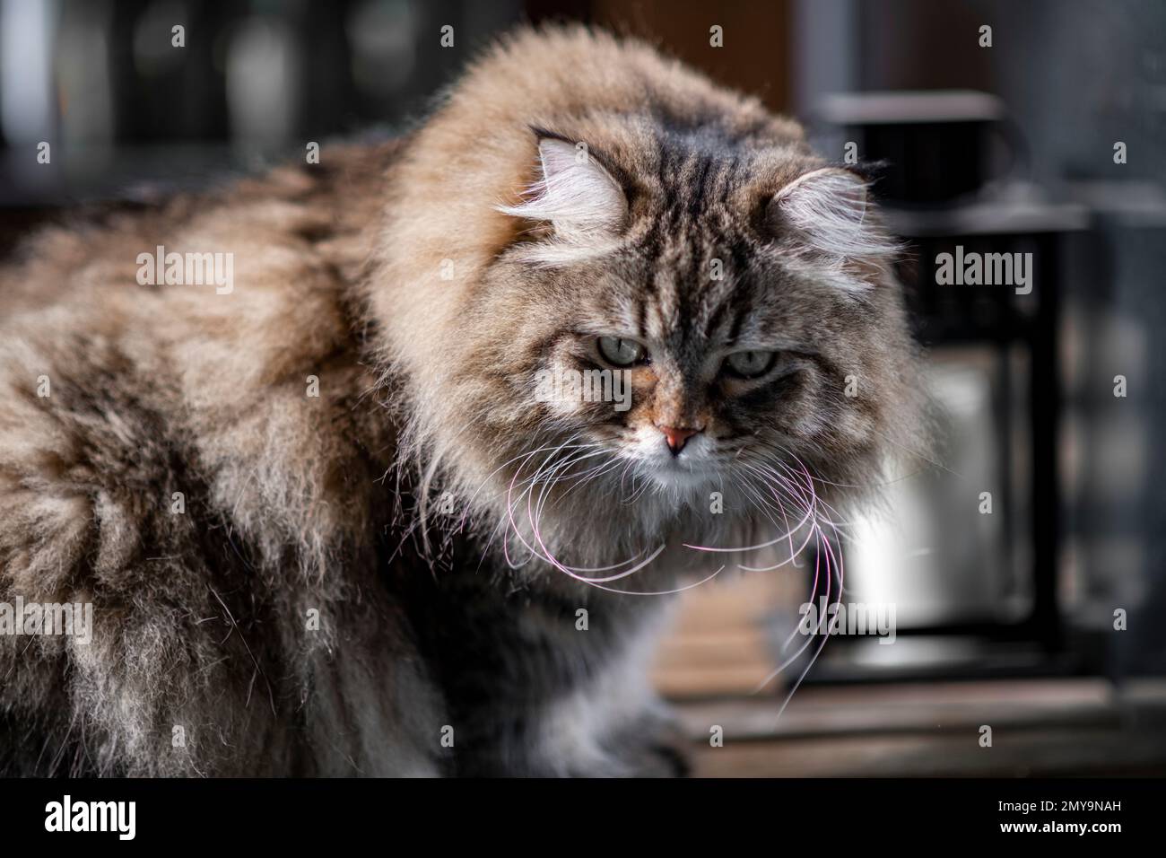 Eine riesige Sibirische Waldkatze sonnt sich im Sonnenschein Stockfoto