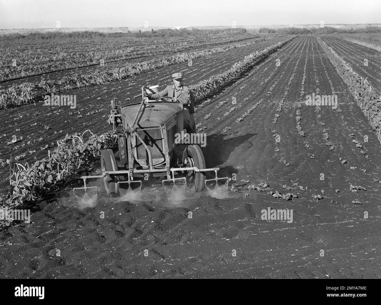 Motorbetriebene Sprühmaschine, die auf großen Farmen verwendet wird, um Bohnen durch Blätter zu füttern und Weißfliegen zu töten, nahe Lake Okeechobee, Florida, USA, Marion Post Wolcott, USA Farm Security Administration, April 1939 Stockfoto