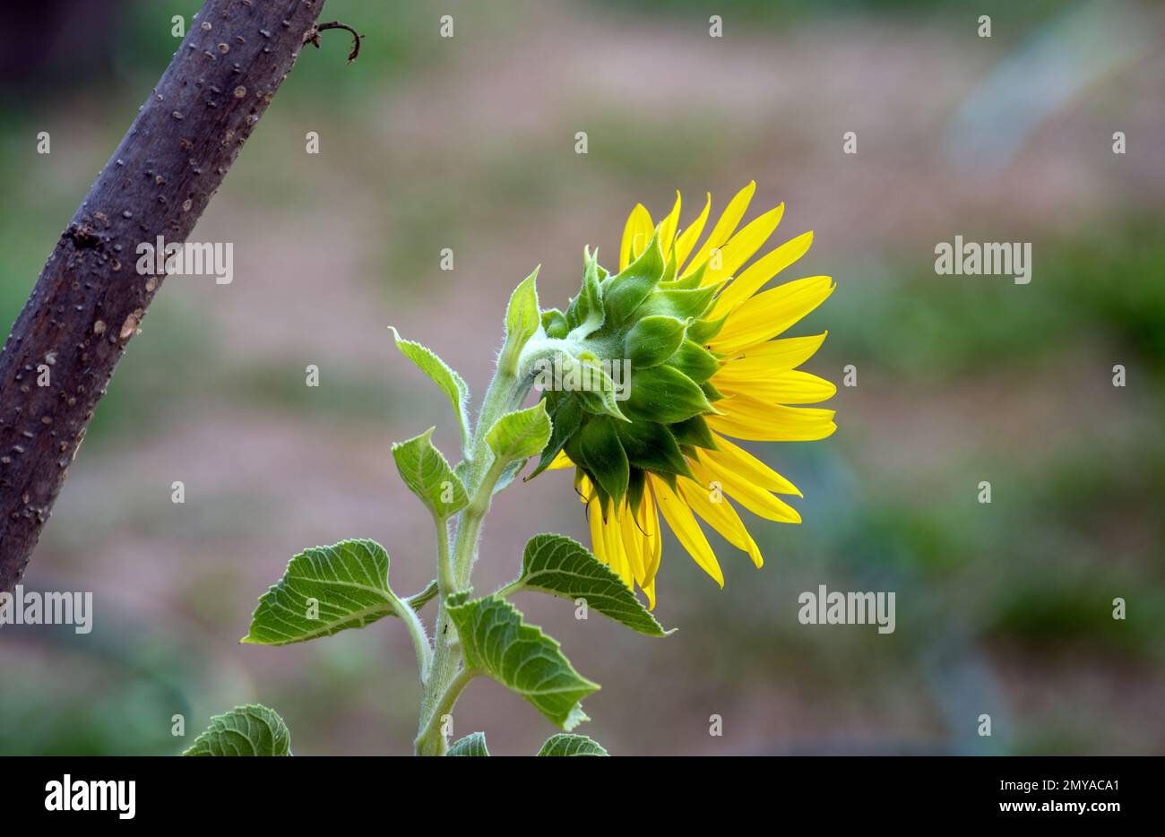 Die Rückseite einer gelben Sonnenblume ist bemerkenswert hübsch vor einem farbenfrohen Unschärfe-Hintergrund. Ein brauner Ast verleiht ihm noch mehr Farbe Stockfoto