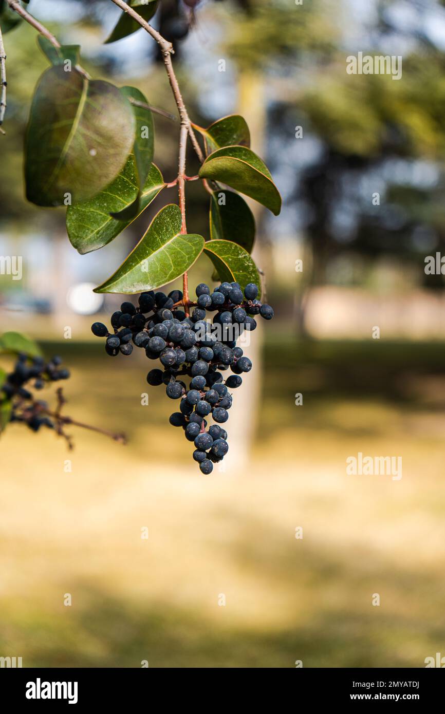 Schwarze Beeren auf einem Baum aus wildem Schaf (Ligustrum vulgare) Stockfoto