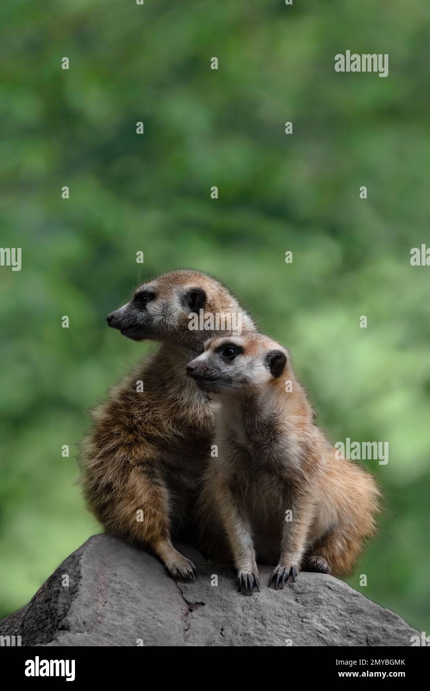 Zwei Erdmännchen oder Surfies, die zur Seite schauen, auf einem Stein sitzen, grüner, verschwommener Bokeh-Hintergrund, Kopierraum Stockfoto