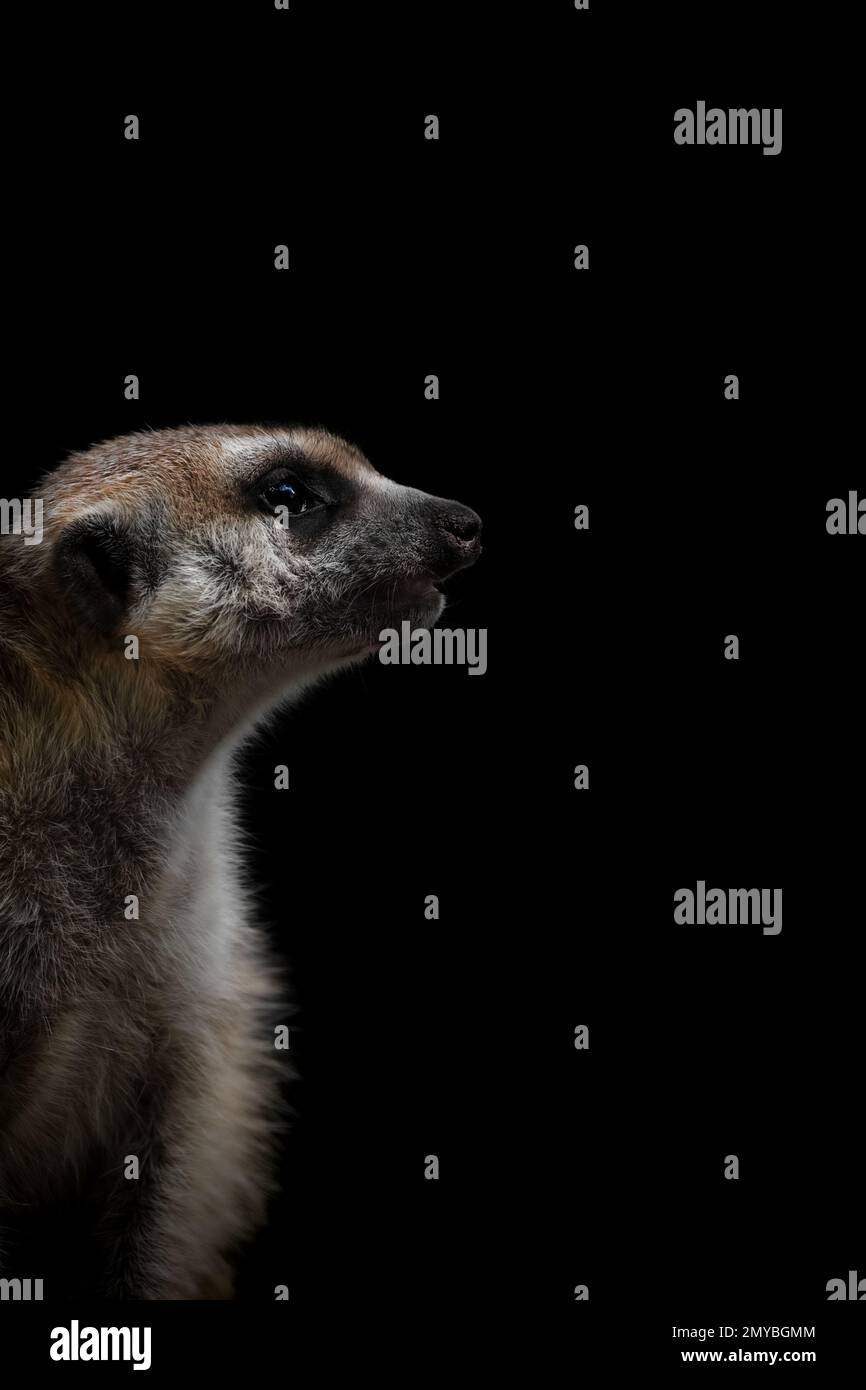 Seitliches Nahaufnahmen-Porträt eines Erdmännchens oder suricate, schwarzer Hintergrund, vertikal Stockfoto