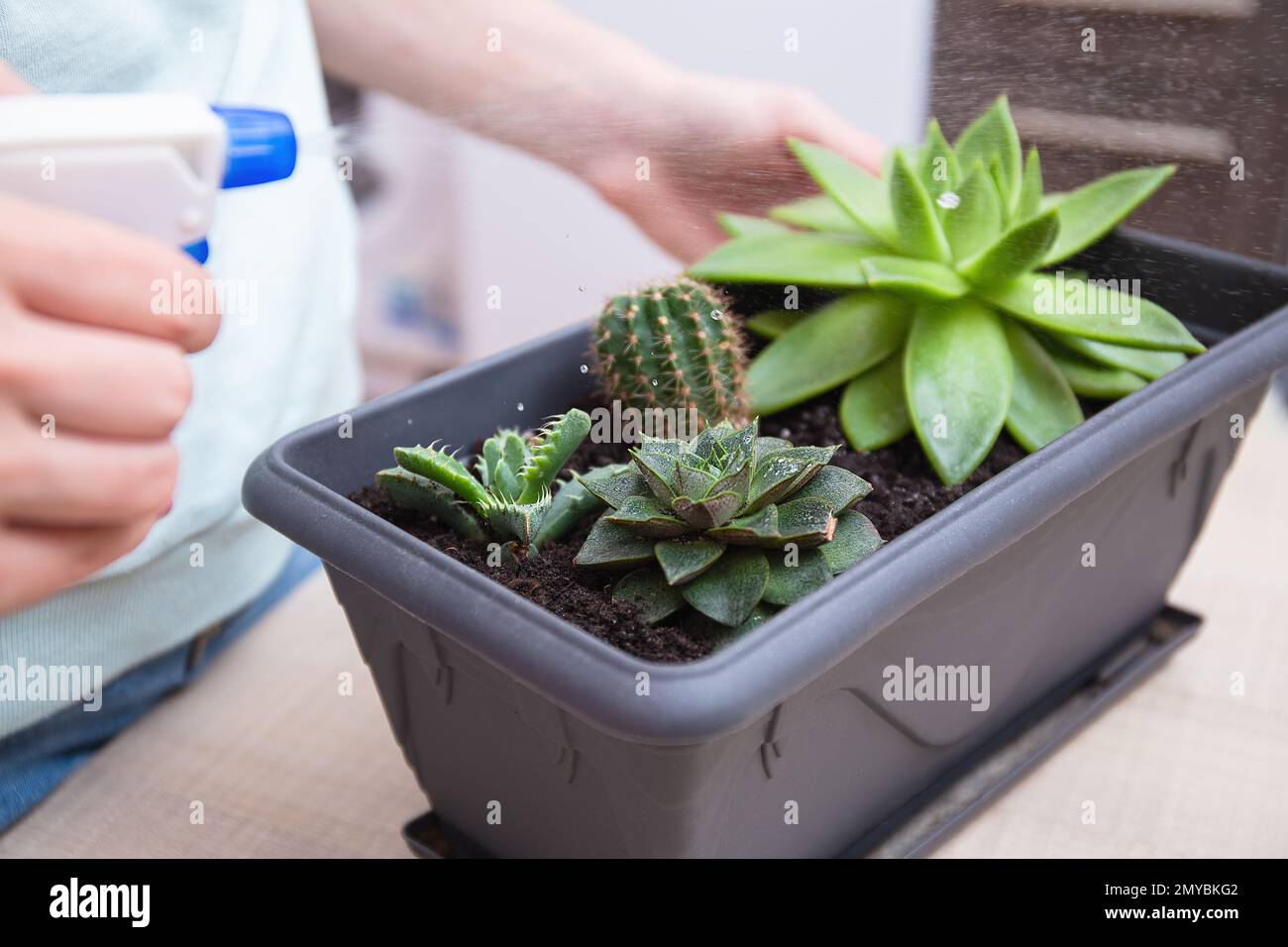 Frau sprüht aus Staub aus einer Sprühflasche eitrige Blätter. Hauspflanzenpflege, Indoor Gartenhaus Konzept, Pflege für Wüstenpflanzen oder Sukkulenten. Stockfoto