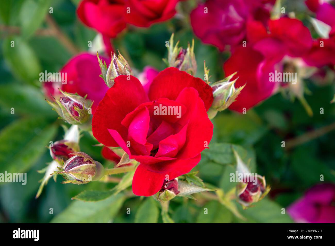 Nahaufnahme roter Rosen mit Knospen auf einem Rosenbusch Stockfoto