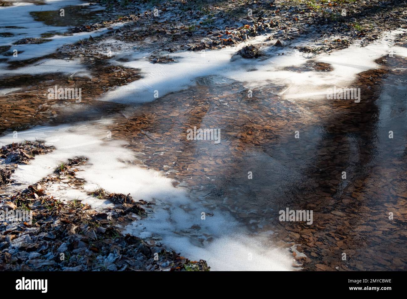 Eine gefrorene Pfütze voller Buchenblätter Stockfoto