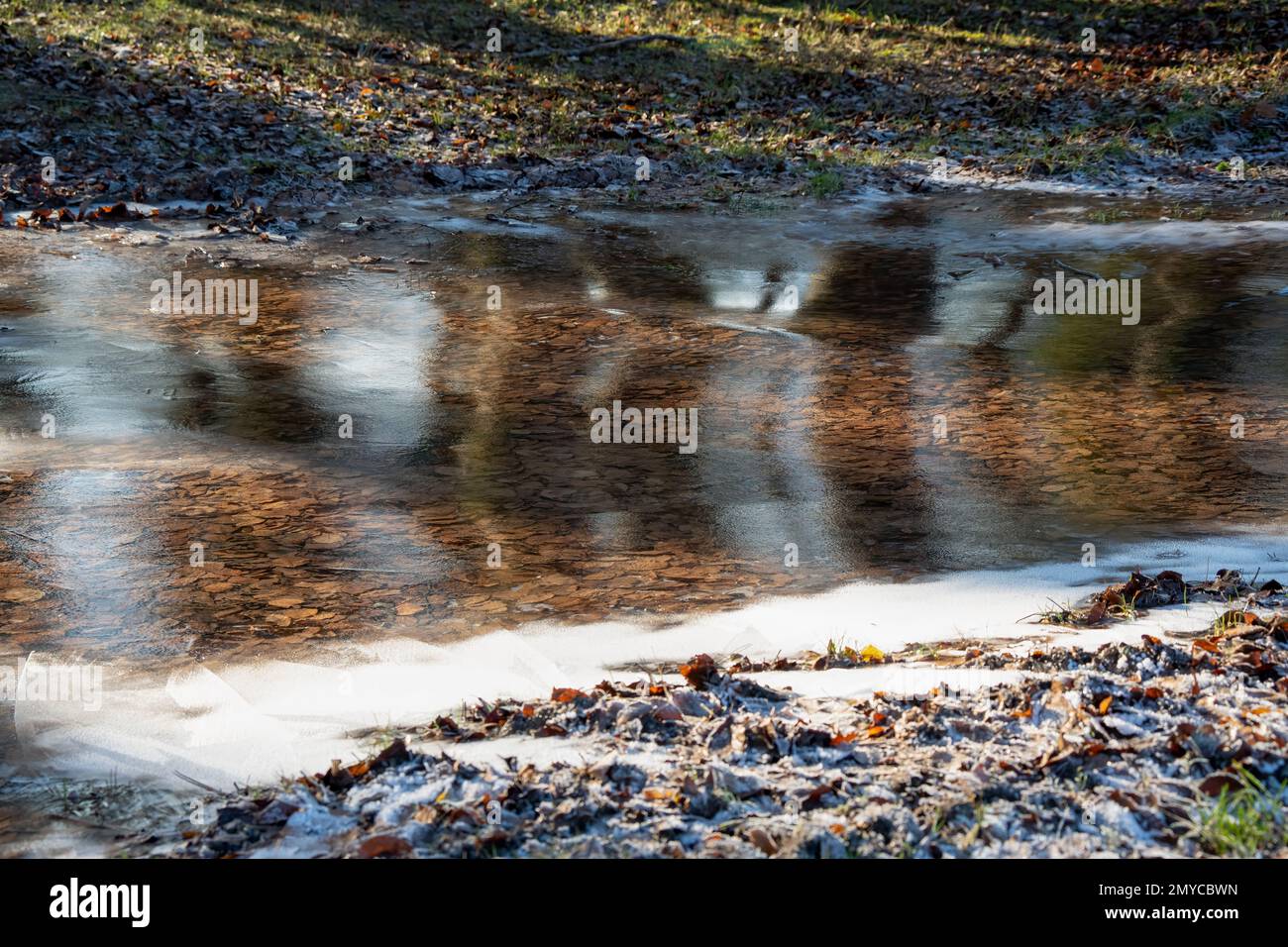 Eine gefrorene Pfütze voller Buchenblätter Stockfoto