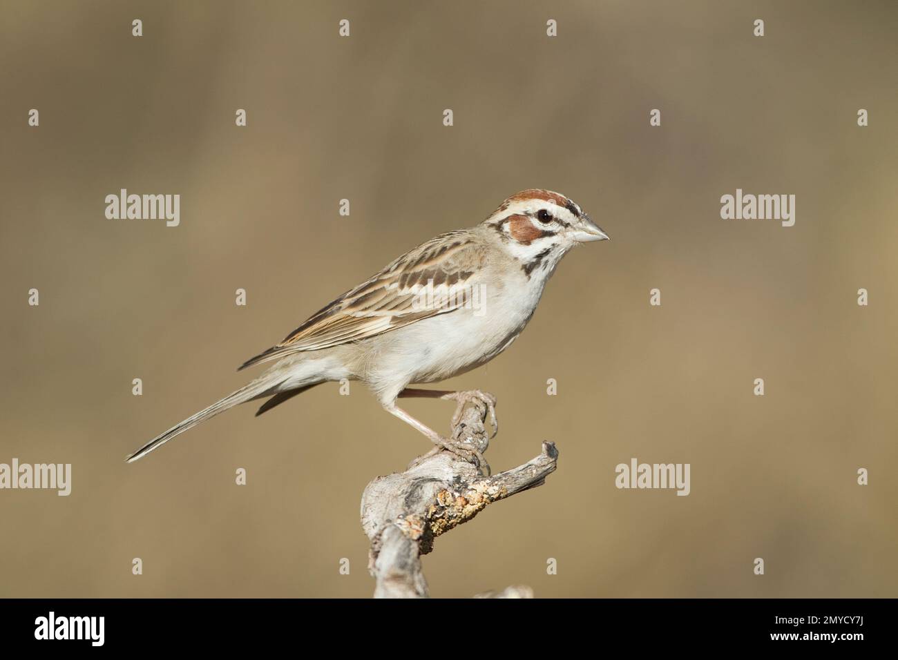 Lark Sparrow, Chondestes grammacus, hoch oben auf dem Ast. Stockfoto