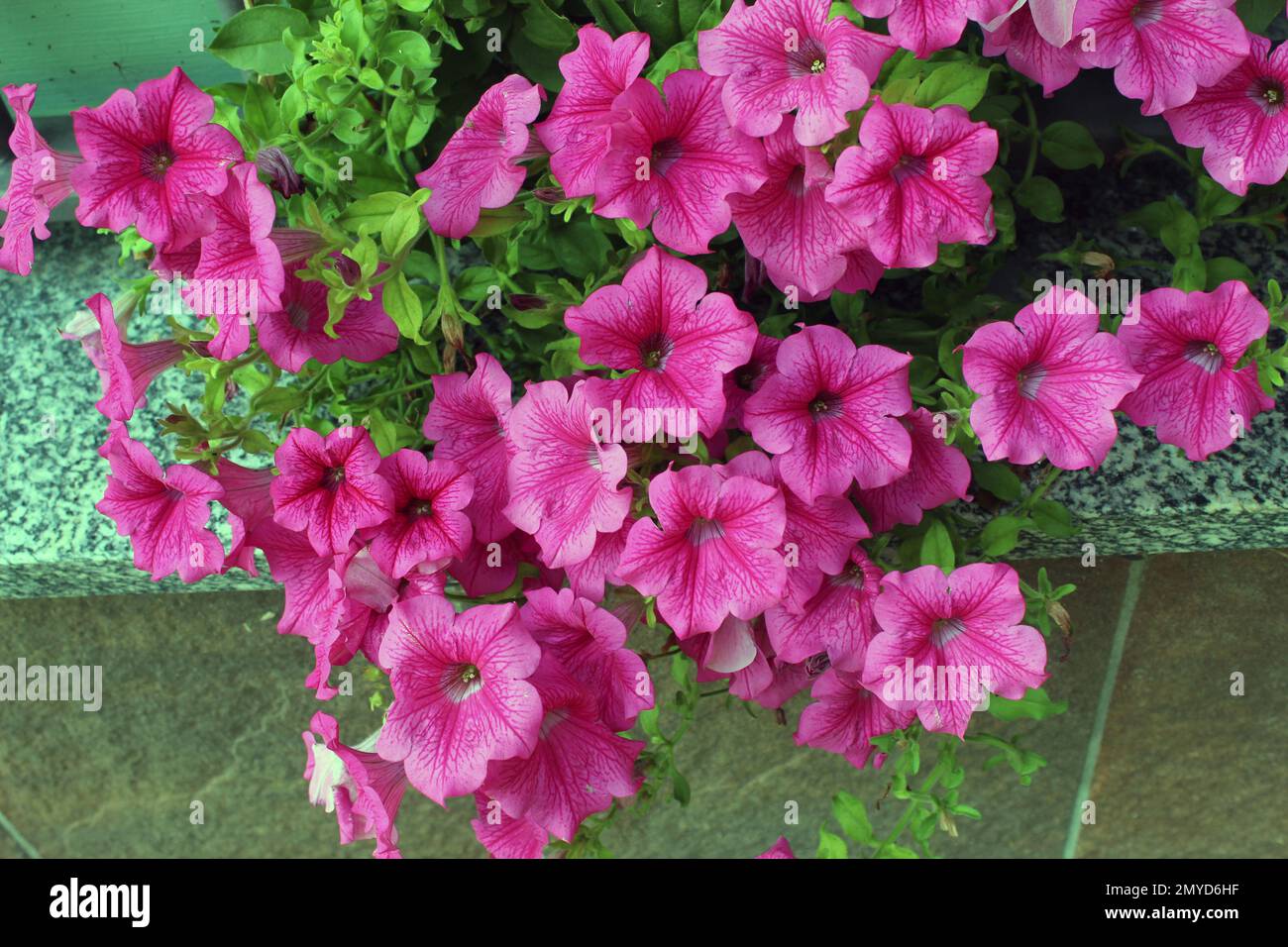 petunia surfinia heißes Pink Stockfoto