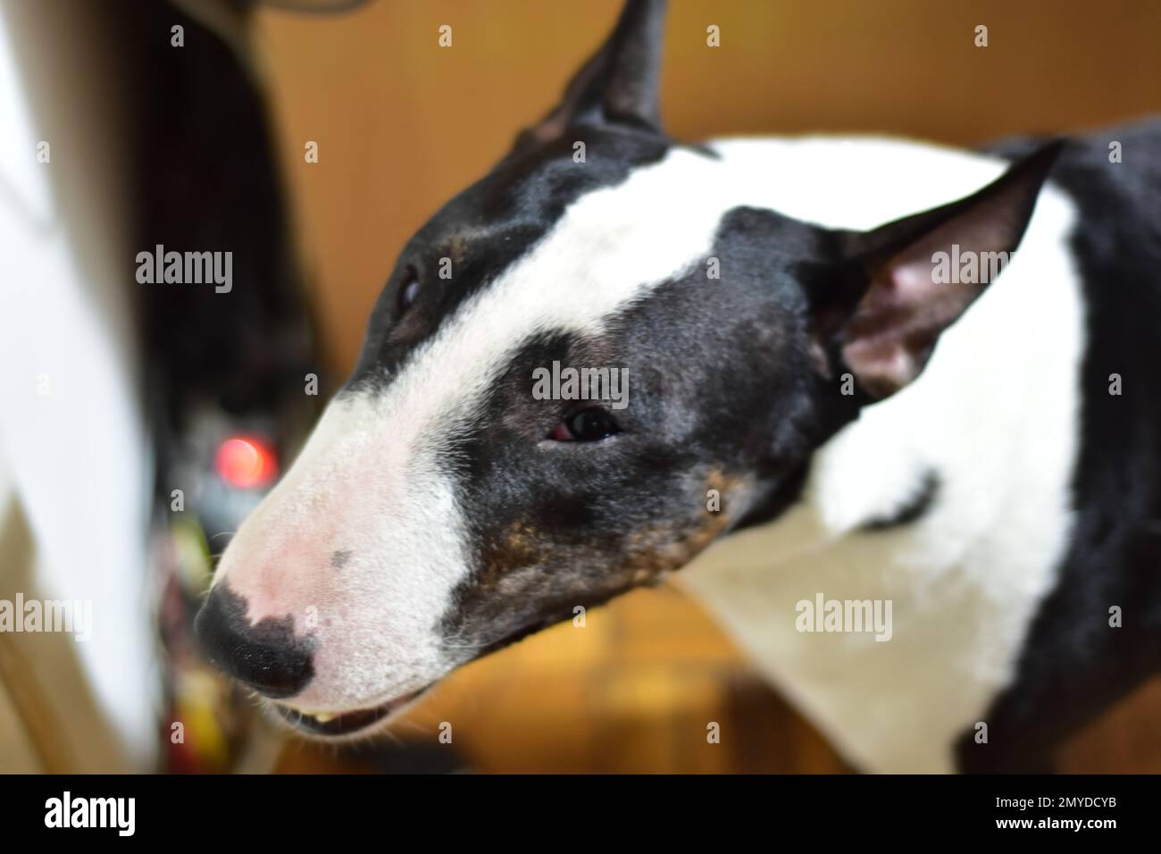 Schwarz-weißer Bullenterrier mit halboffenem Maul Stockfoto