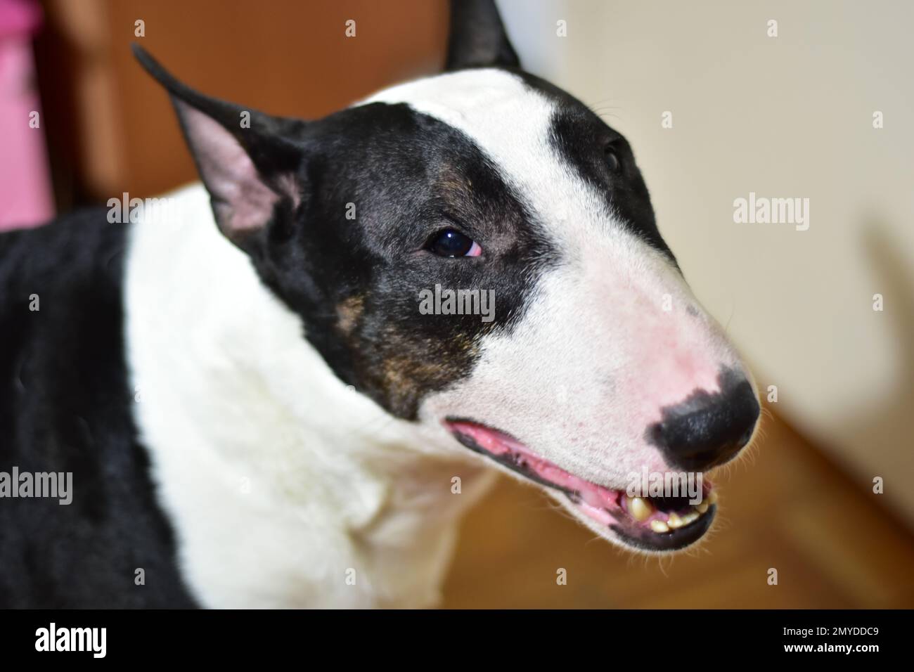Schwarz-weißer Bullenterrier mit halboffenem Maul Stockfoto