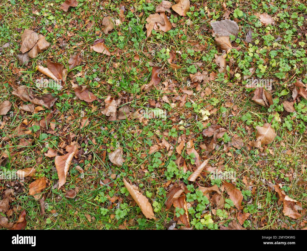 Blätter und zerkleinerte Blätter, die auf dem Boden zurückgelassen wurden. Quebec, Kanada. Stockfoto