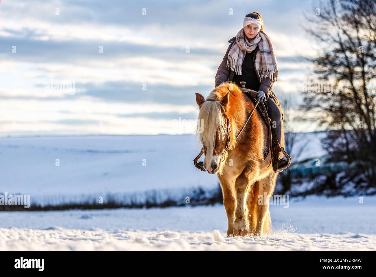 Süße Pferde- und Freundschaftsszene: Ein junges Mädchen im Teenageralter interagiert im Winter vor einer verschneiten ländlichen Landschaft mit ihrem haflinger-Pferd Stockfoto
