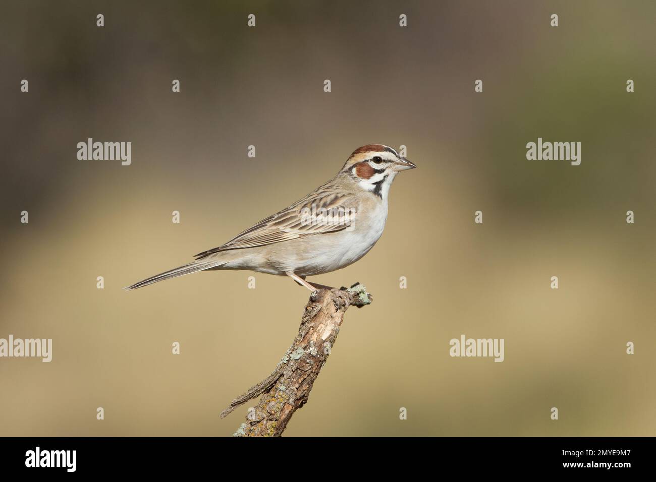 Lark Sparrow, Chondestes grammacus, hoch oben auf dem Zweig. Stockfoto