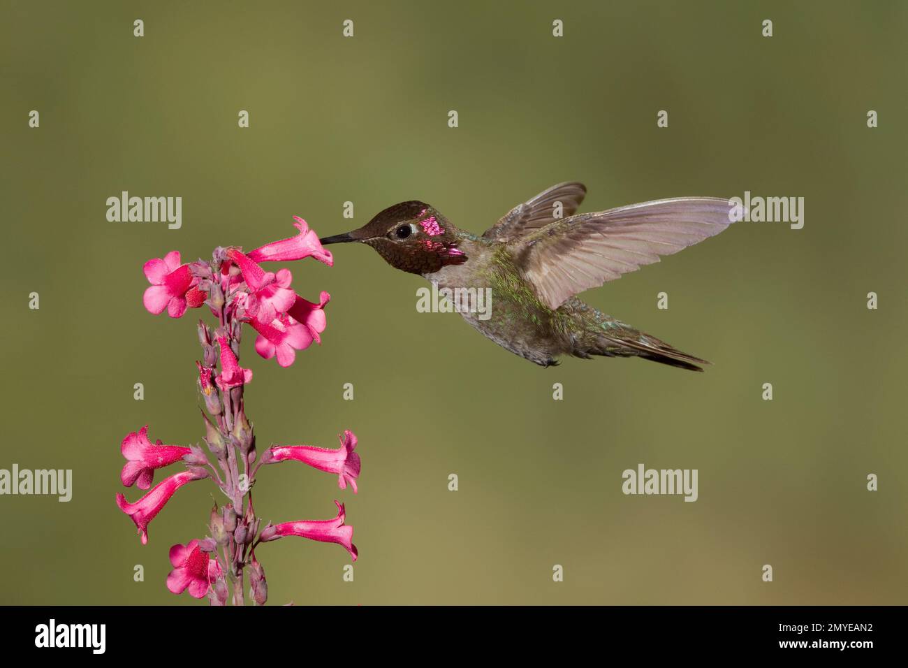 Annas Kolibri männlich, Calypte Anna, Fütterung bei Penstemon Parryi Blumen. Stockfoto