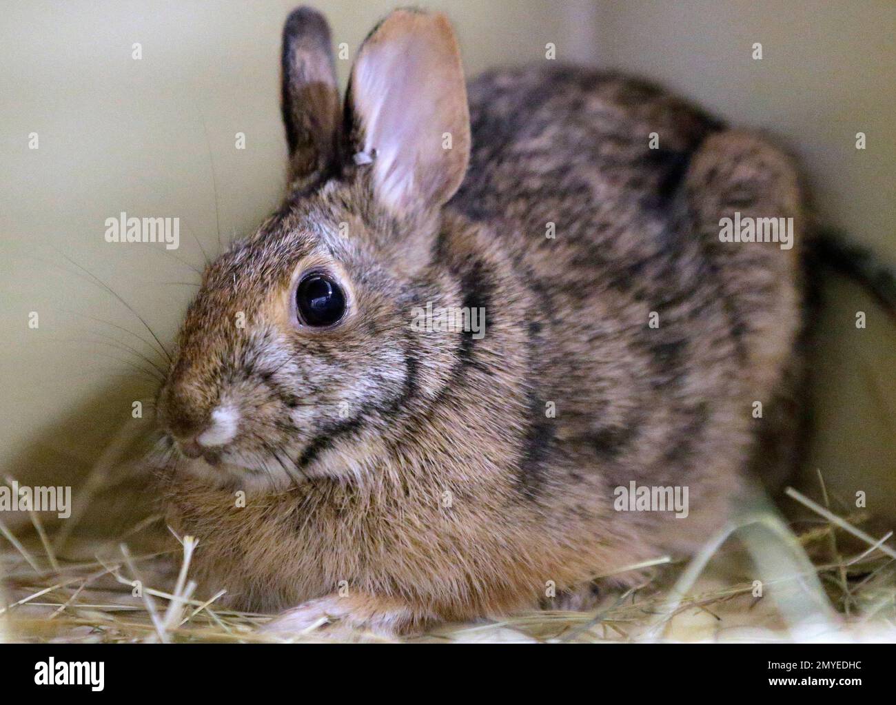 In this Tuesday, June 21, 2016 photo a female New England cottontail rabbit sits in a cage at the Roger Williams Park Zoo, in Providence, R.I. In an ambitious restoration project, following 50 years of decline in the population of the species due to reduced habitat, federal and state authorities are raising the rabbits in captivity to release scores of tiny bunnies this summer into areas where thickets and brush have returned. (AP Photo/Steven Senne) Stockfoto