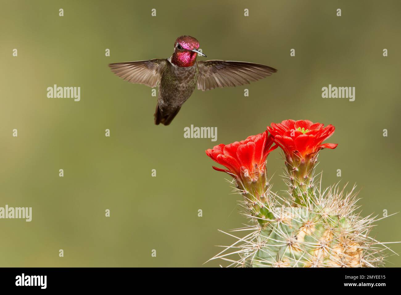 Annas Kolibri männlich, Calypte anna, füttert Kaktusblüte, Echinocereus sp. Stockfoto