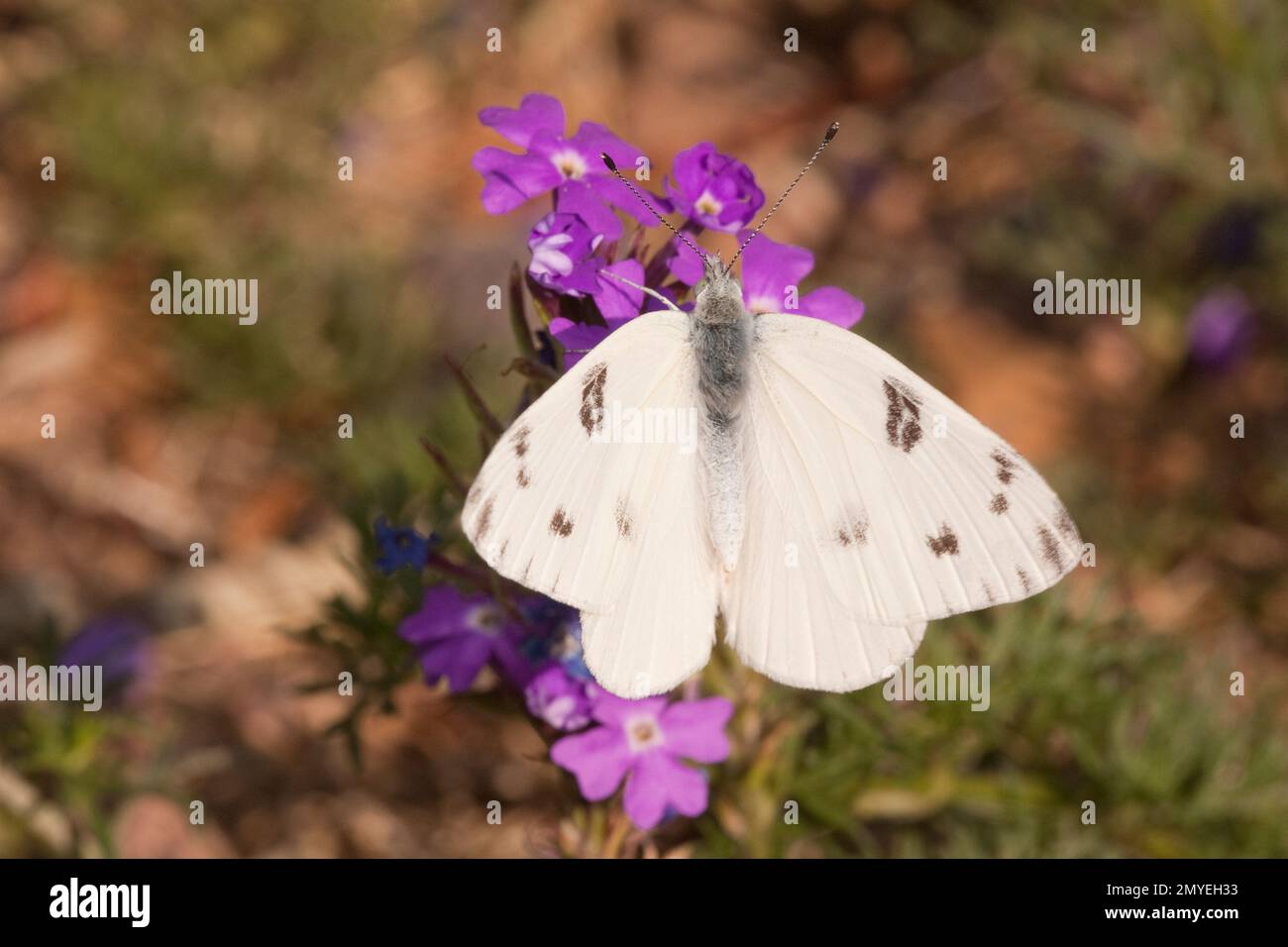 Checkered White Butterfly männlich, Pontia Protodice, Pieridae. Aufgezogen aus Larvenfütterung mit wildem Senf, Schoenocrambe linearifolia. Wie 12050094-12 Stockfoto