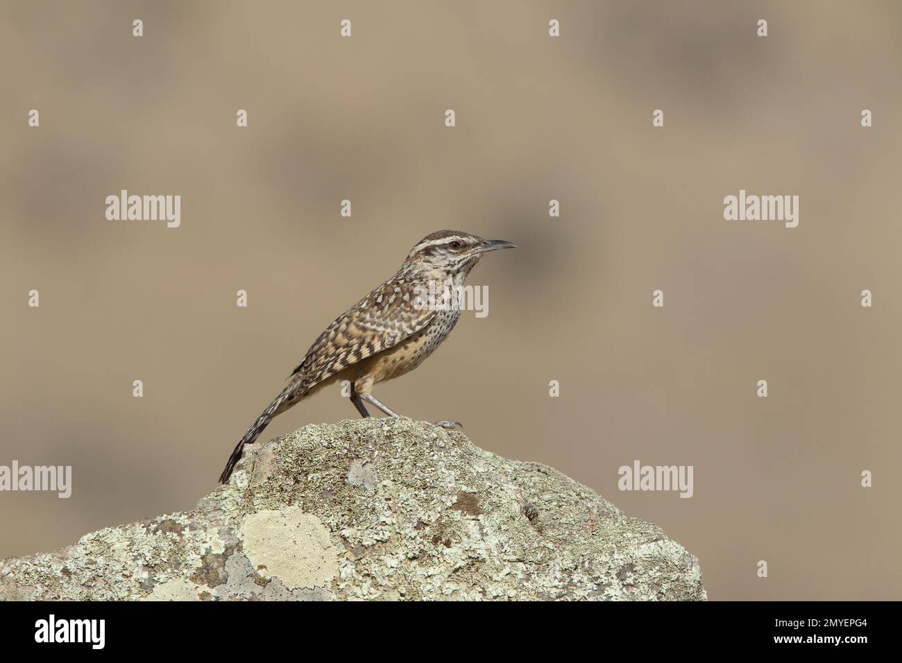 Cactus Wren juvenile, Campylorhynchus brunneicapillus, hoch oben auf Flechten-bedeckten Felsen. Stockfoto