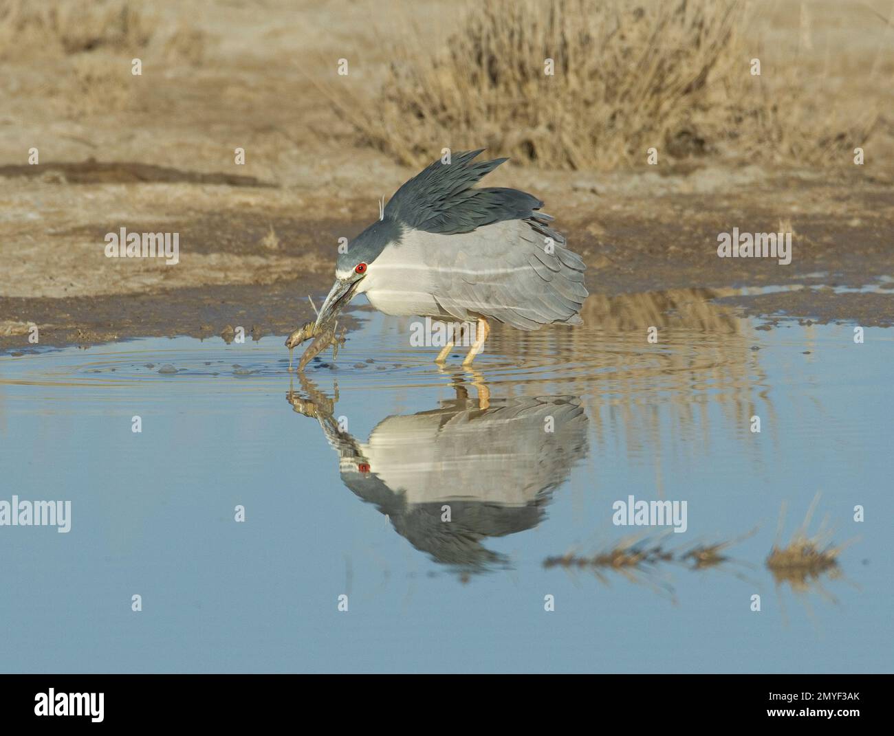 Schwarzkronen-Nachtreiher, Nycticorax nycticorax, Fütterung von Tiger Salamander, Ambystoma tigrinum, im Teich. Stockfoto