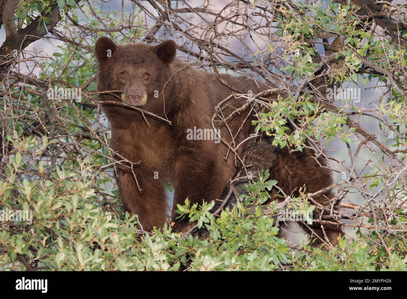 Amerikanischer Schwarzbär, weiblich, Ursus americanus, in Eiche. Stockfoto
