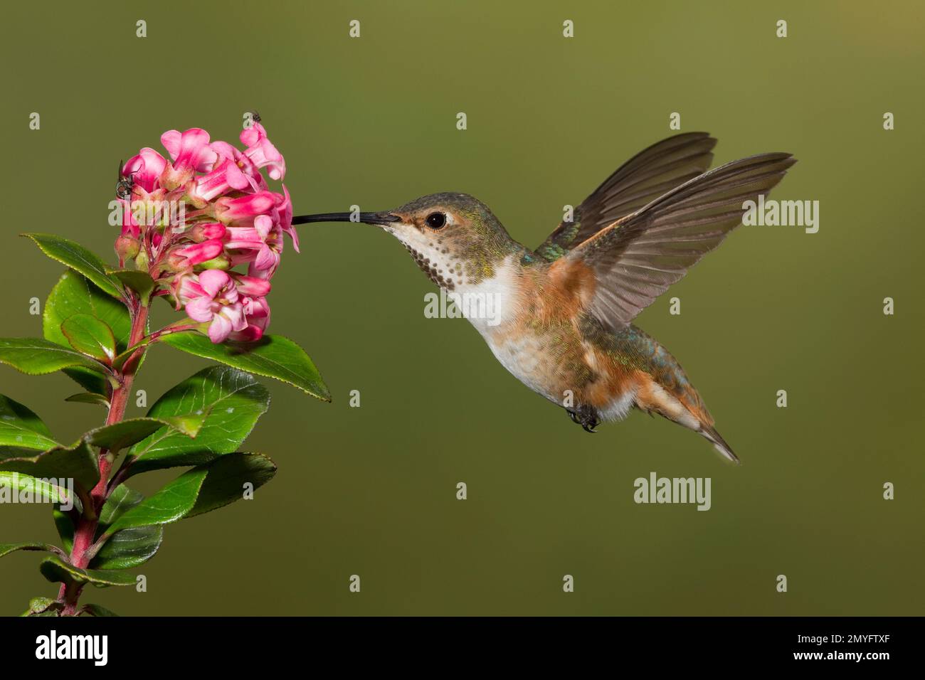 Allens Hummingbird weiblich, Selasphorus sasin sedentarius, ernähren sich an unidentifizierten Blumen. Stockfoto