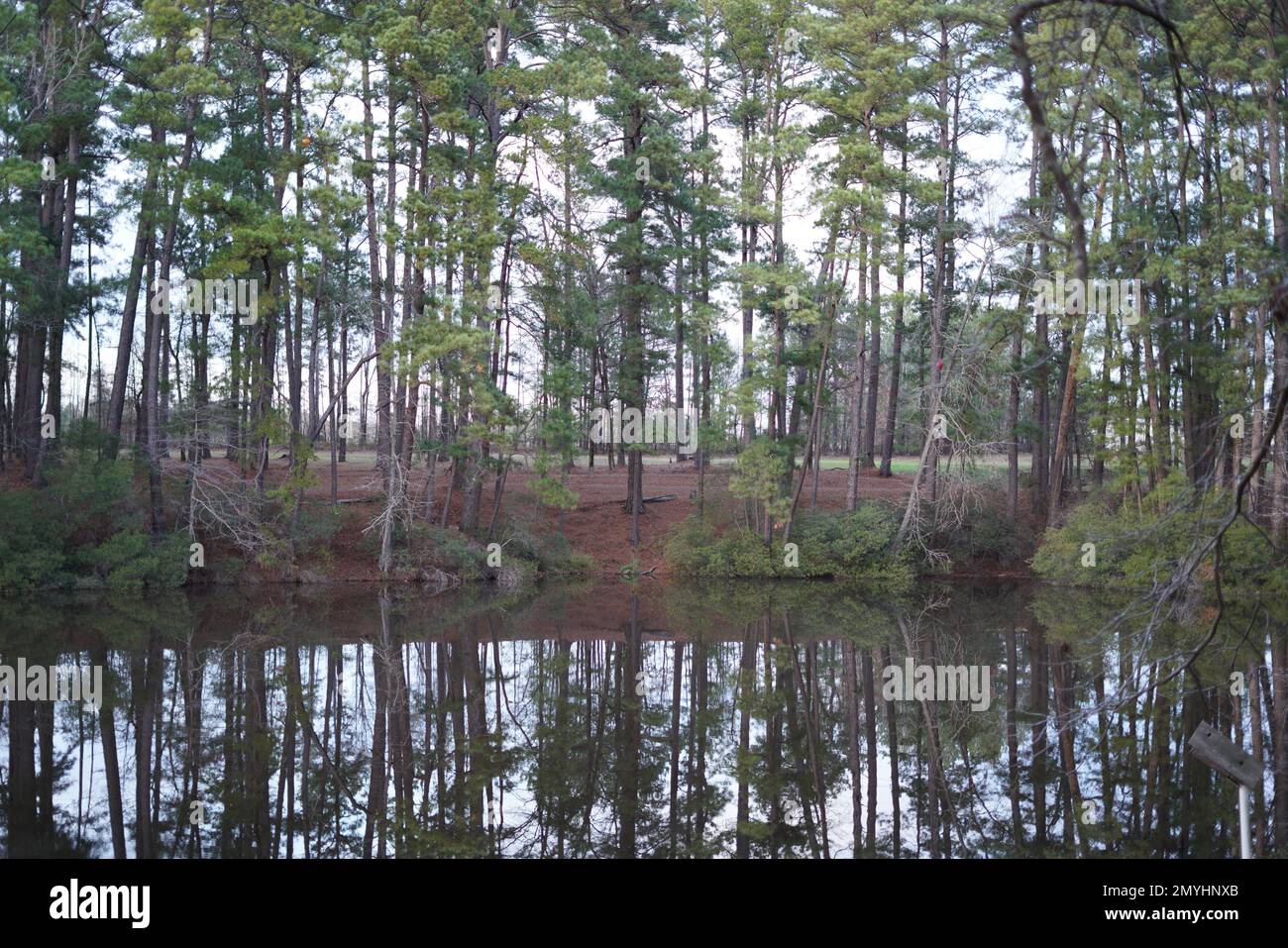 Piney Woods aus East Texas Stockfoto