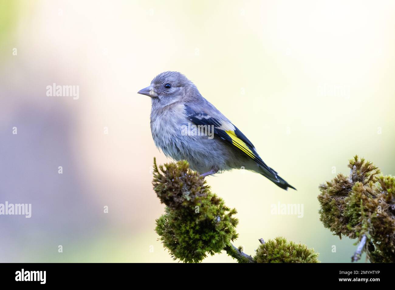 Europäischer Goldfink (Carduelis carduelis) Jungvogel auf Moosstäbchen Stockfoto
