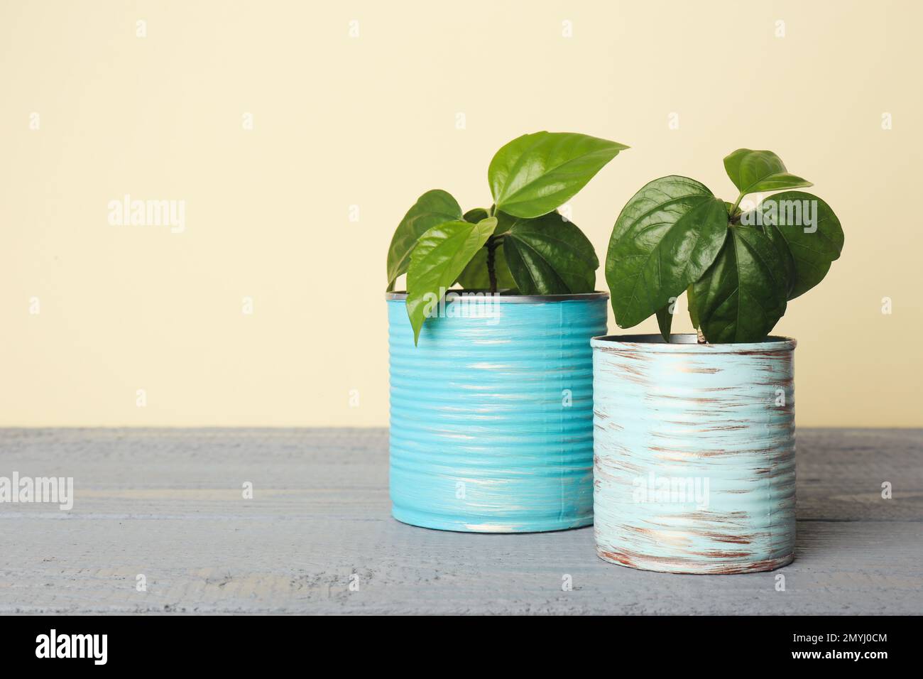 Schöne Hibiskuspflanzen in Blechdosen auf grauem Holztisch. Platz für Text Stockfoto