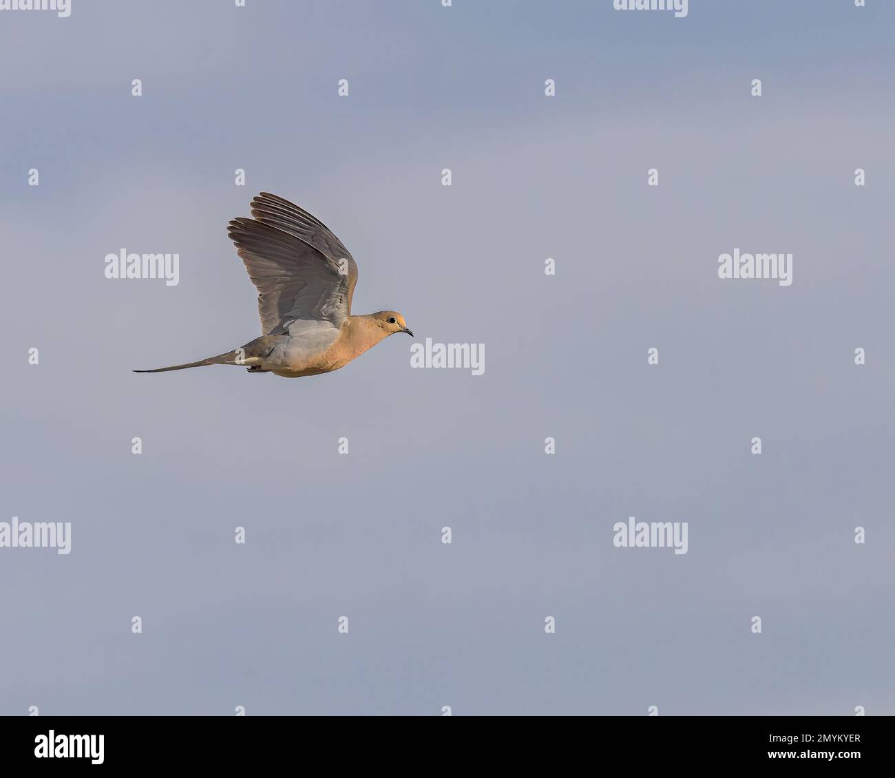 Eine trauernde Taube im Flug leuchtet goldbraun von der untergehenden Sonne. Stockfoto Eine trauernde Taube im Flug leuchtet goldbraun von der untergehenden Sonne. Stockfoto