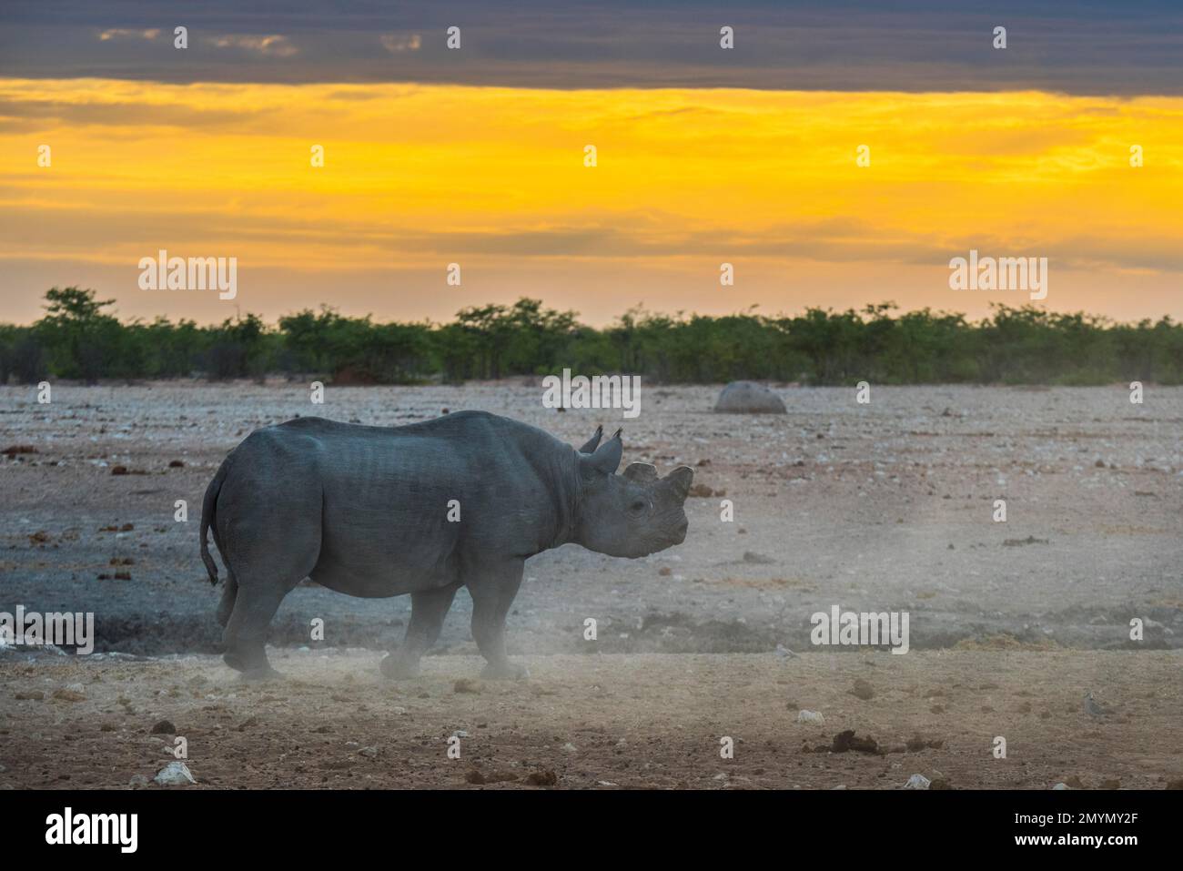 Schwarzes Nashorn (Diceros bicornis) im Morgenlicht an einem Wasserloch, Etosha-Nationalpark, Namibia, Afrika Stockfoto