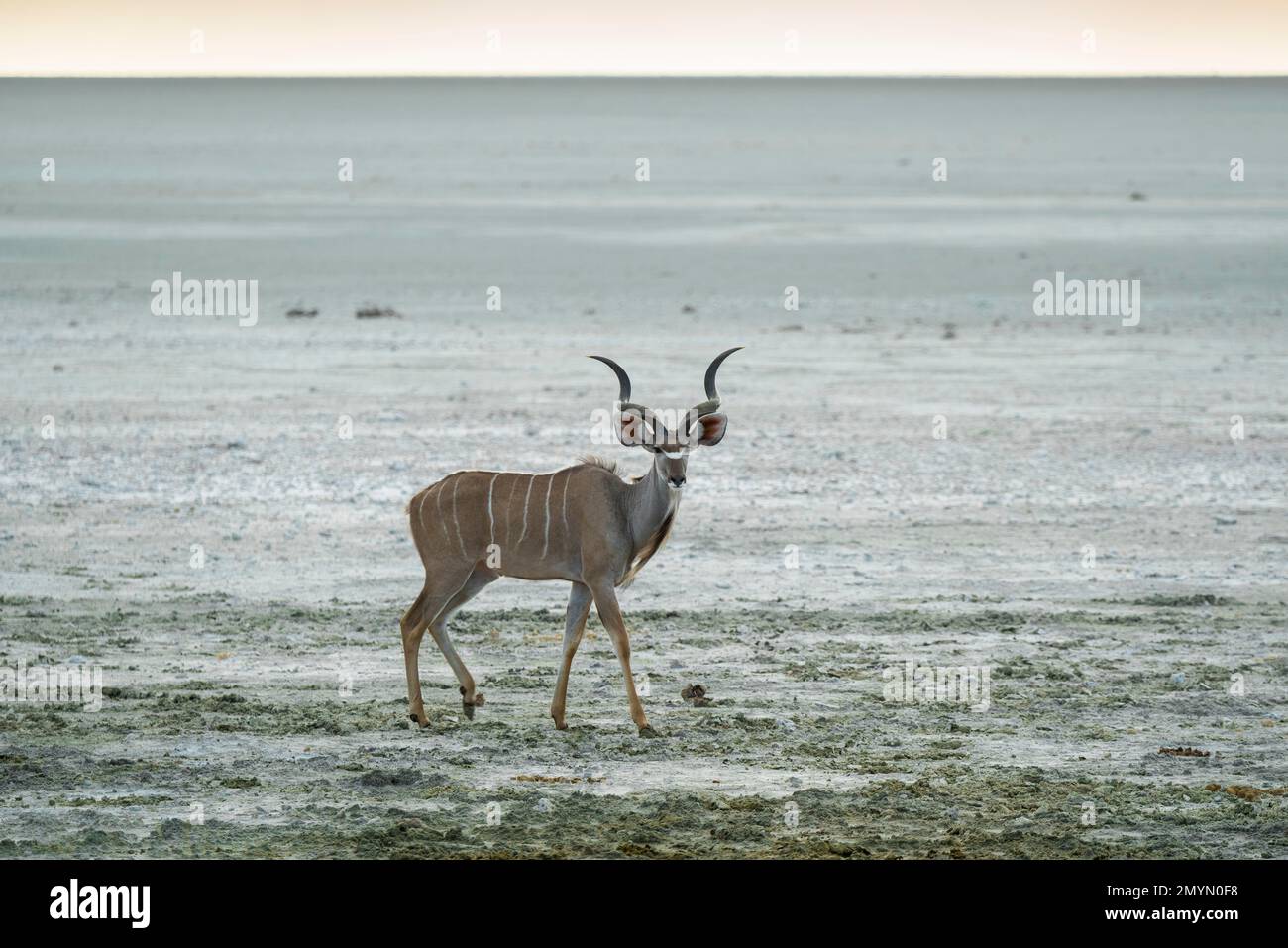 Großkudu (Tragelaphus strepsiceros), männlich am Rand der Salzpfanne, männlich, Etosha-Nationalpark, Namibia, Afrika Stockfoto