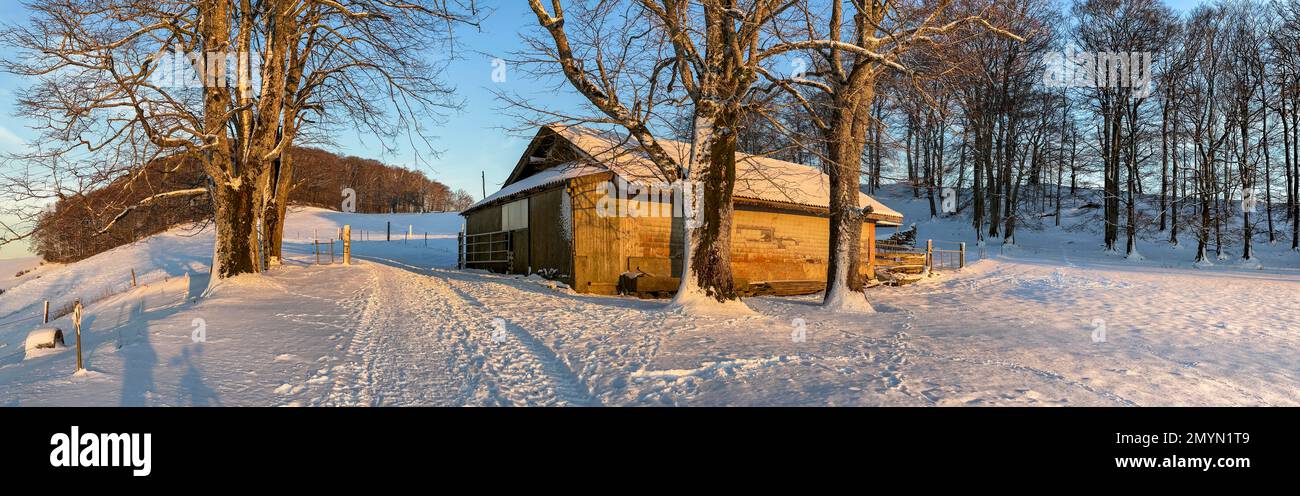 Rinderstall auf einer Weide im Winter, Frohburg, Trimbach, Solothurn, Schweiz, Europa Stockfoto