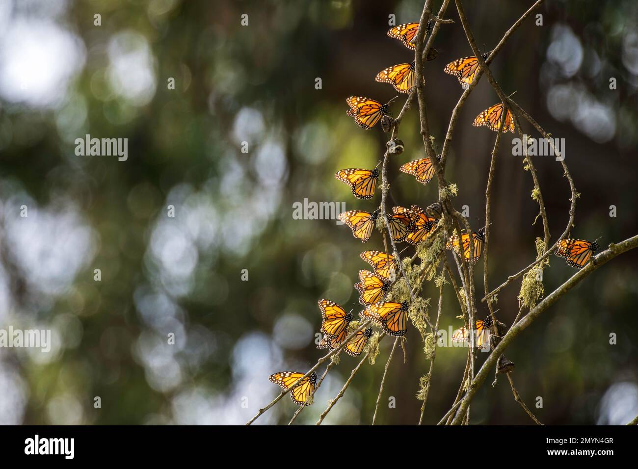 Monarch-Schmetterlinge überwintern in Arroyo Grande, Kalifornien Stockfoto