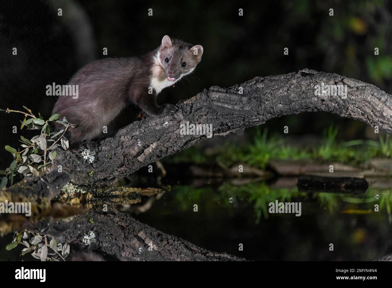 Buchenmarder (Martes foina), am Zweig, über dem Wasser, Monfragüe-Nationalpark, Extremadura, Spanien, Europa Stockfoto