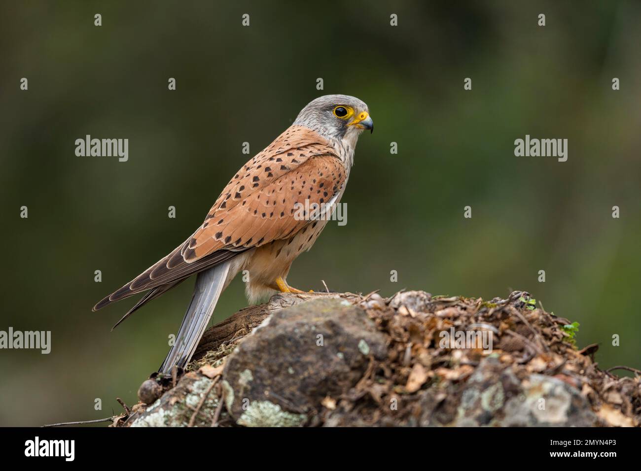 Falco tinnunculus, männlich, auf dem Boden, auf einem kleinen Hügel, Provinz Cardoba, Andalusien, SpanienKestrel (Falco tunninculus) Stockfoto