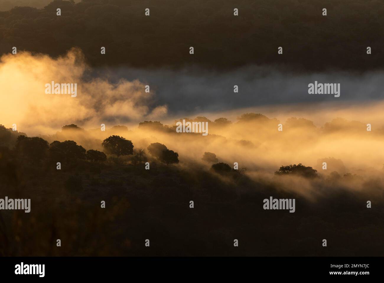 Monfragüe-Nationalpark, Morgennebel, Nebel über dem Stausee von Tajo und Tietar, Extremadura Spanien Stockfoto