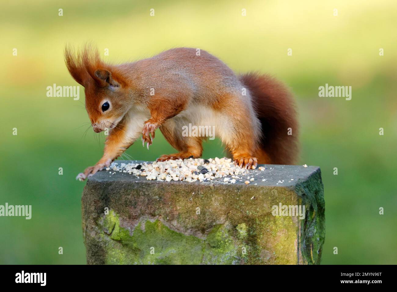 Das eurasische rote Eichhörnchen (Sciurus vulgaris), das an einer Fütterungsstation forscht, Wildtiere, Deutschland, Europa Stockfoto