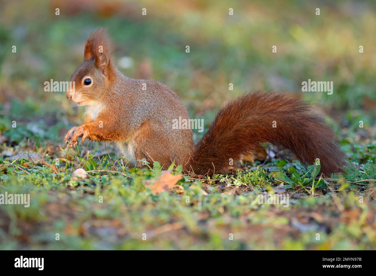 Eichhörnchen (Sciurus vulgaris) Nahrungssuche, Tierwelt, Deutschland, Europa Stockfoto