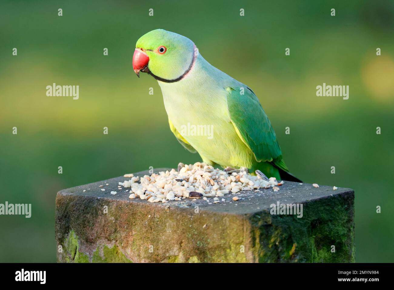 Rosensittich (Psittacula krameri) in einer Fütterungsstation, Wildtiere, Deutschland, Europa Stockfoto