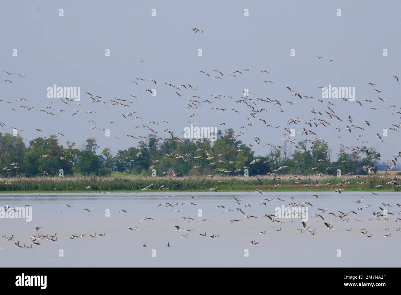 Herde von Graugans (Anser anser), Fliegen, Neusiedlsee-Nationalpark, Burgenland, Österreich, Europa Stockfoto