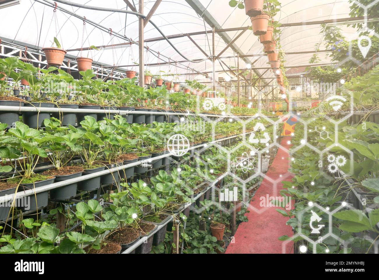 Intelligente Landwirtschaft mit Technologie für den landwirtschaftlichen Betrieb und einem Symbol für Pflanzen und virtuelle Elemente im Hintergrund. Stockfoto