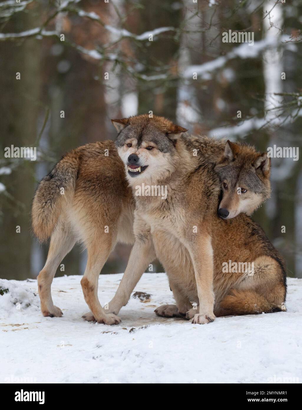 Algonquinwölfe (Canis lupus Lycaon) im Schnee, Sozialverhalten, Gefangenschaft, Deutschland, Europa Stockfoto