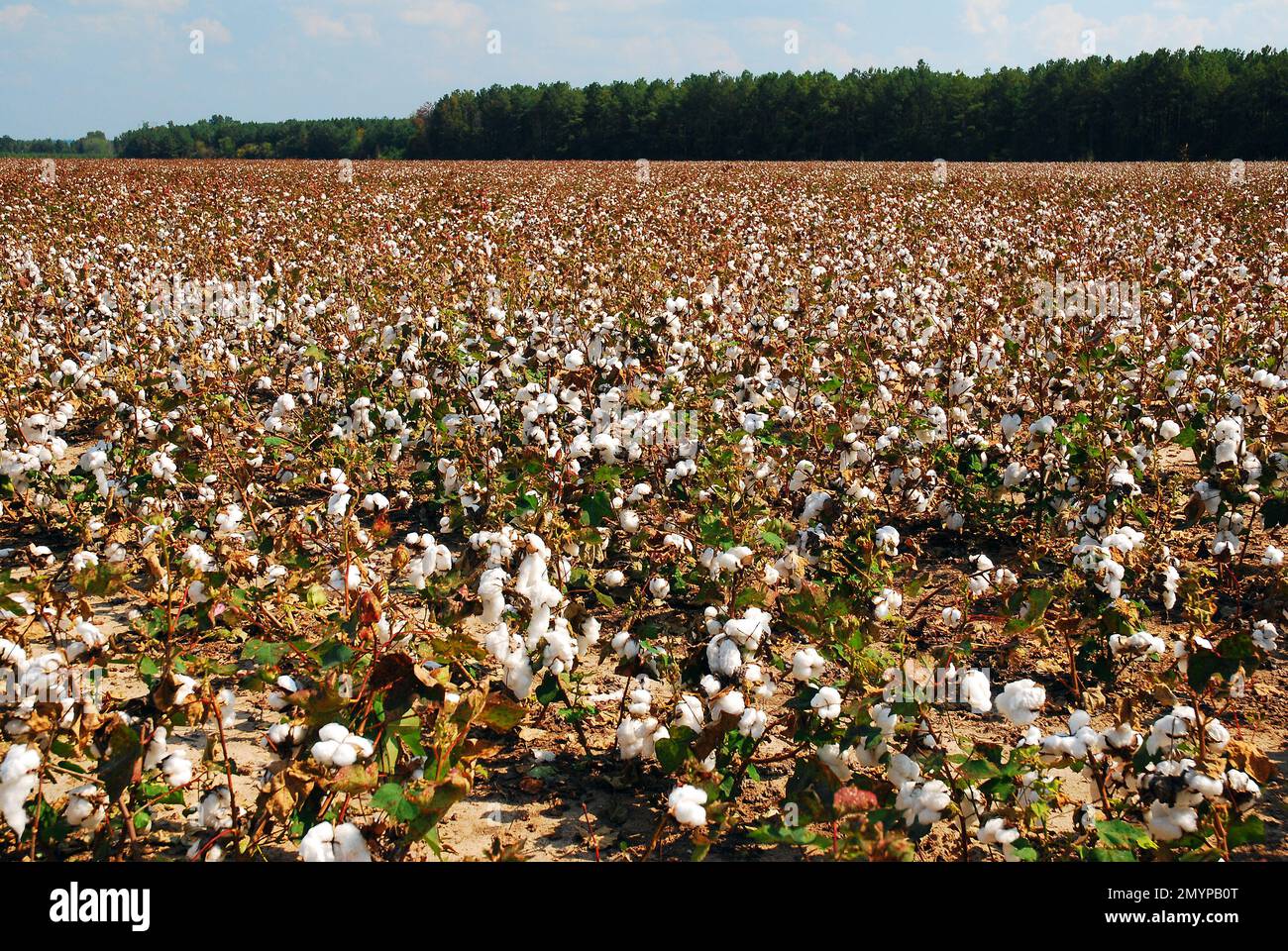 Baumwolle wächst auf einer Plantage im Süden der USA und bleibt ein starkes gut Stockfoto