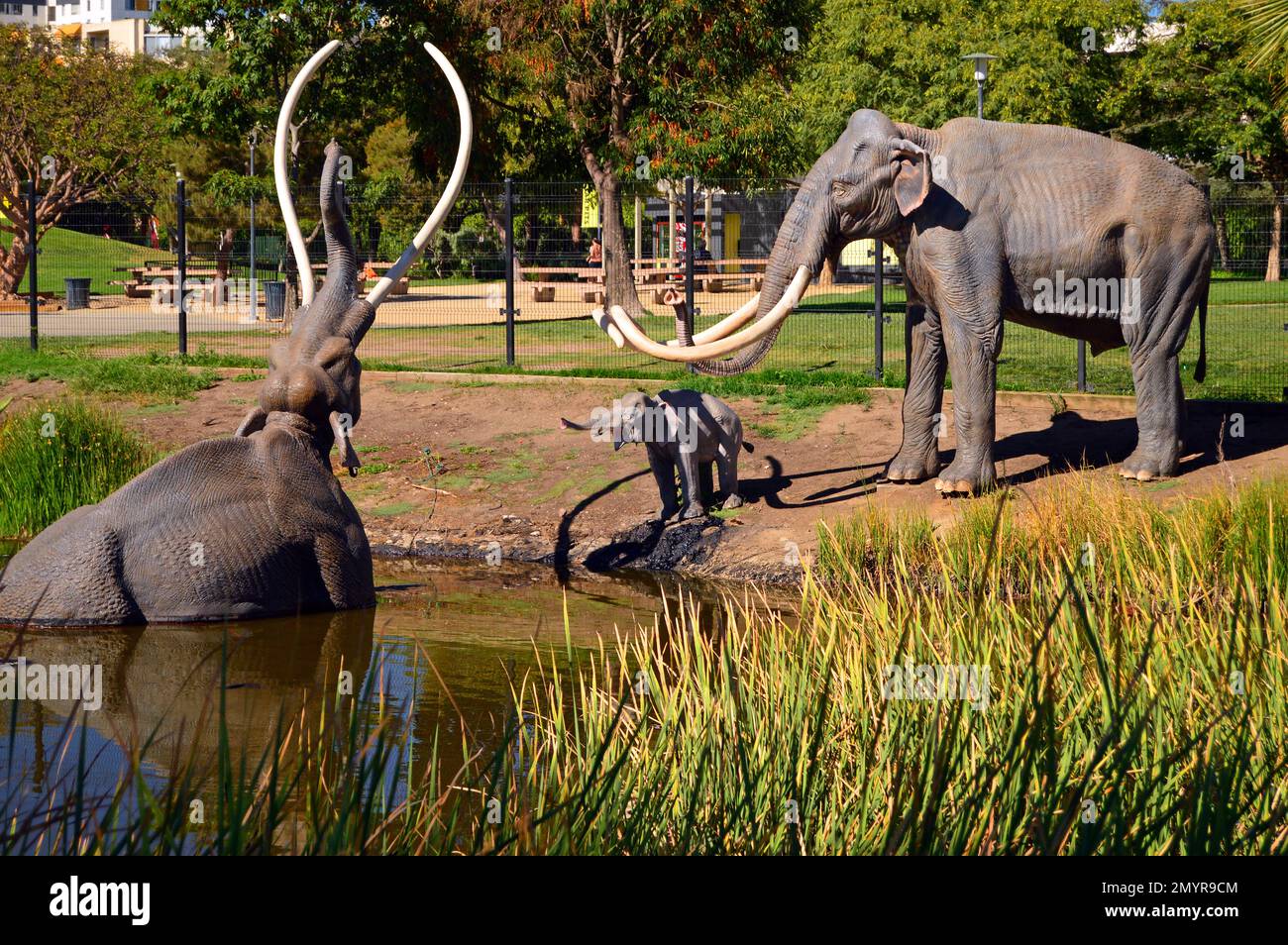 Die La Brea Tar Pits in Los Angeles zeigen eine prähistorische Szene, in der ein Mammut im Teer steckt Stockfoto