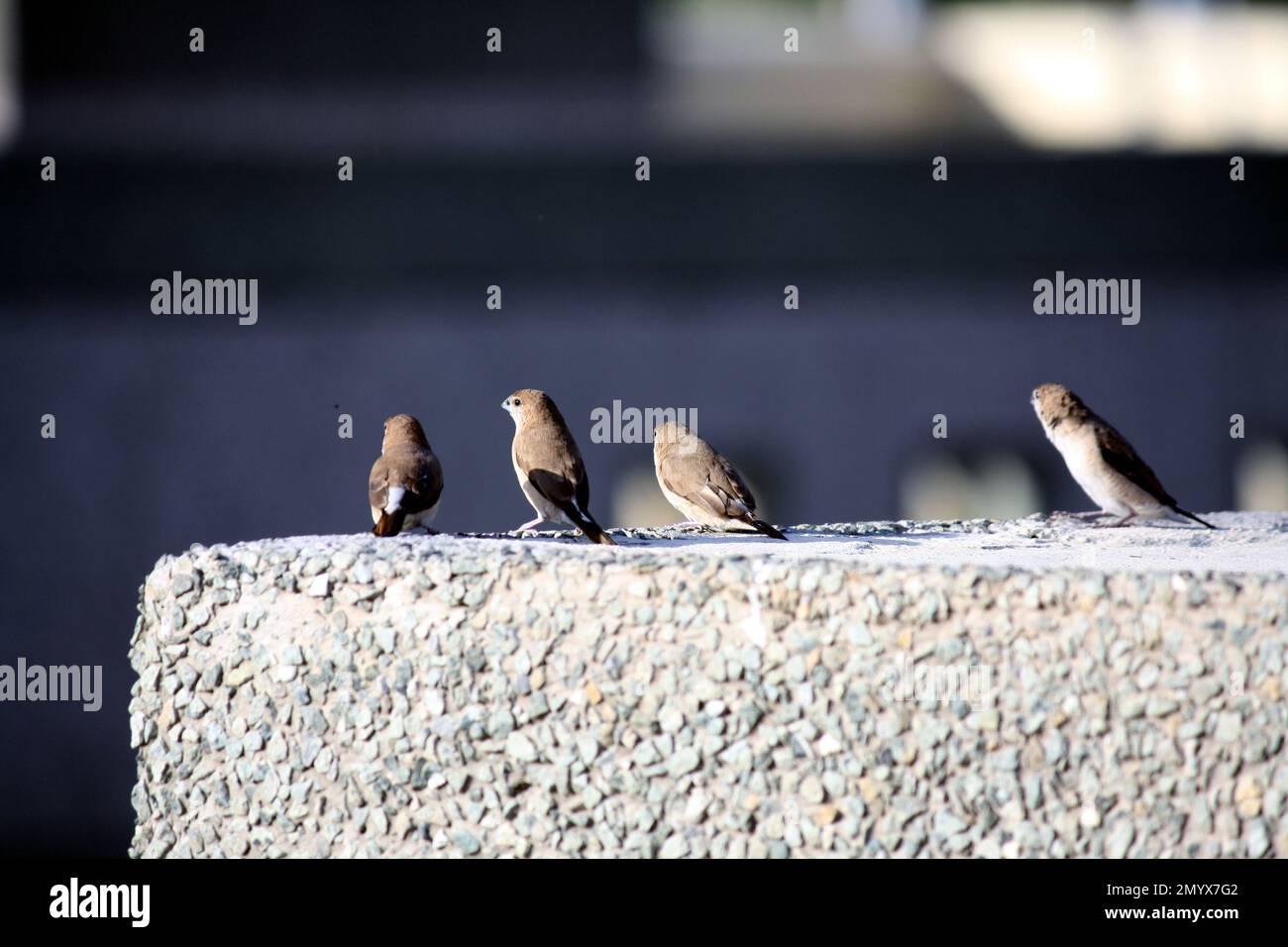 Weißkehlchen-Munia oder indischer Silverbill (Euodice malabarica) auf dem Dach suchen : (Pix Sanjiv Shukla) Stockfoto