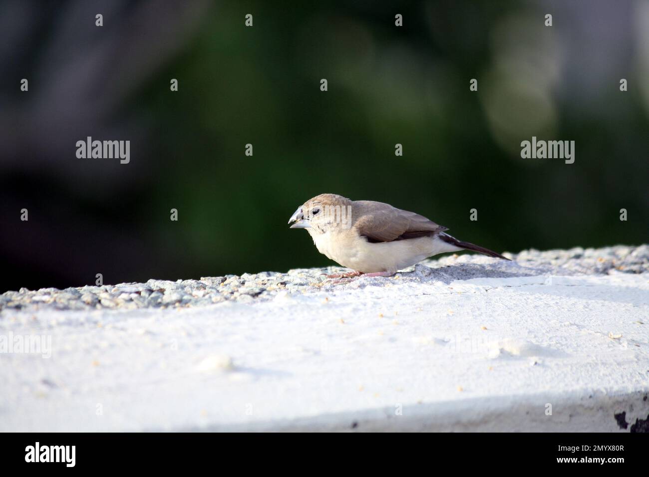 Weißkehlchen-Munia oder indischer Silverbill (Euodice malabarica) auf dem Dach suchen : (Pix Sanjiv Shukla) Stockfoto