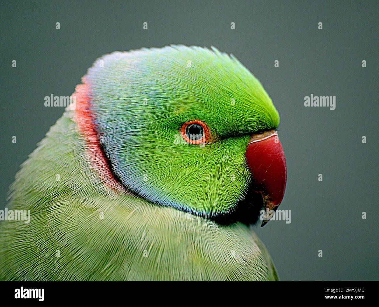 Bernard Spragg - schöne Vogelfotografie - Indischer Ringhalsapfel - Psittacula krameri - Nahaufnahme Stockfoto