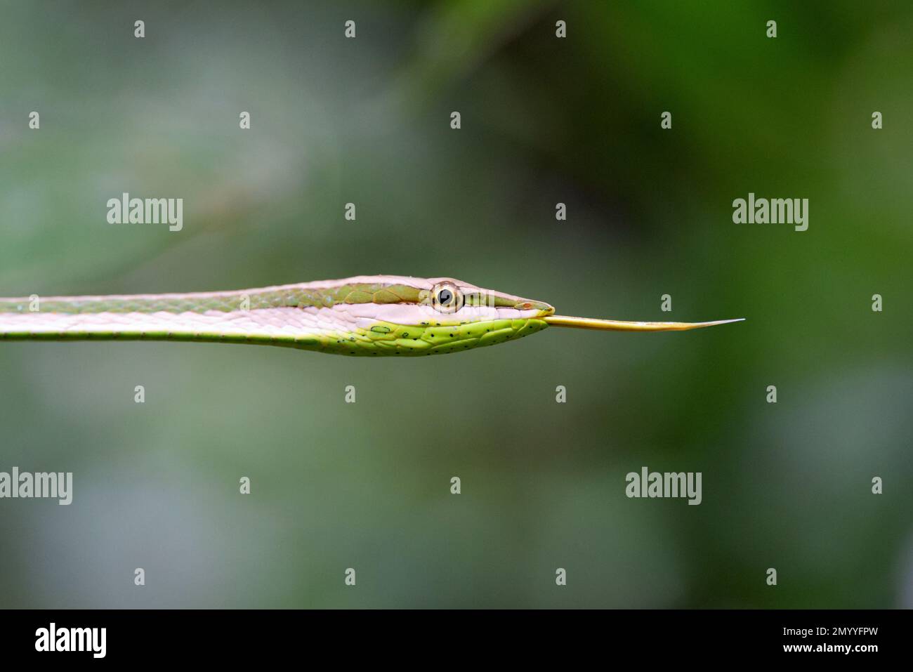 Weinschlange (Xenoxybelis argenteus), Orellana, Ecuador Stockfoto