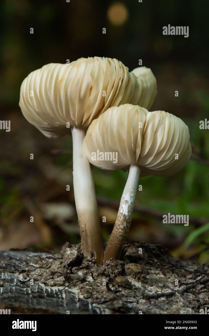 Der Common Bonnet Mycena galericulata ist ein ungenießbarer Pilz, ein faszinierendes Foto. Stockfoto